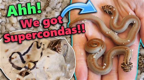 Baby Hognose Snakes Hatching!! - YouTube