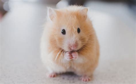 A Beginner’s Guide To Caring For Hamsters: 7 Essential Things You Need To Know - Little Day Out