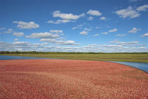 Cranberry_Harvesting | at Nokomis Cranberry fields in Eagle … | Flickr