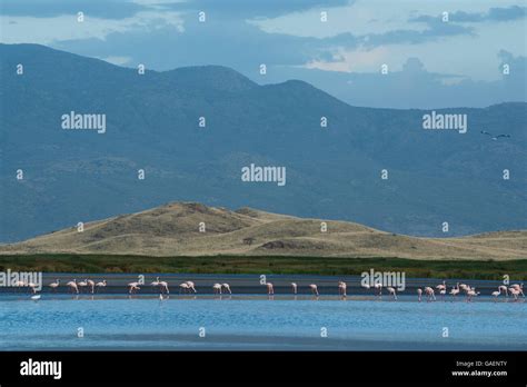 Lake natron flamingo hi-res stock photography and images - Alamy