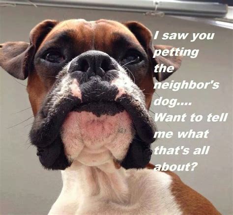 Hahaha Boxer Bulldog, Boxer Puppy, Boxer Breed, Boxer And Baby, Boxer ...