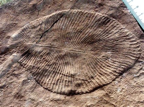 The Cambrian Explosion: A Dazzling Variety of Life