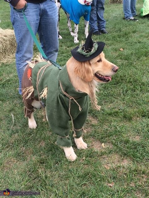 Wizard of Oz Scarecrow Dog Costume | DIY Costumes Under $25 - Photo 4/4