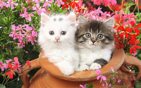 Double Cat Wallpaper Free Download