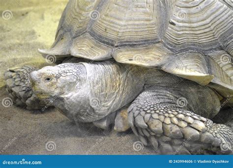 Giant turtles stock photo. Image of island, large, aldabra - 243994606