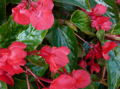 Dragon-Wing-Begonia - gardensandsuch.com