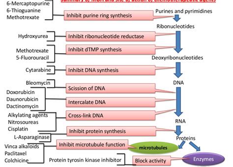 MECHANISM OF ACTION OF DRUGS