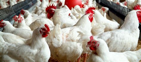 GLDA monitoring chicken shortage in Guyana - INews Guyana