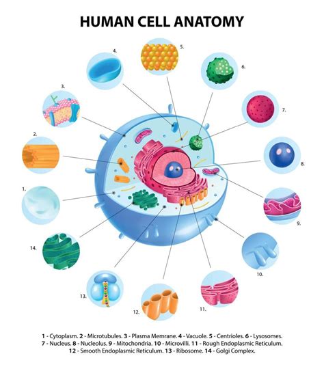 Cell Anatomy Infographics 6406498 Vector Art at Vecteezy