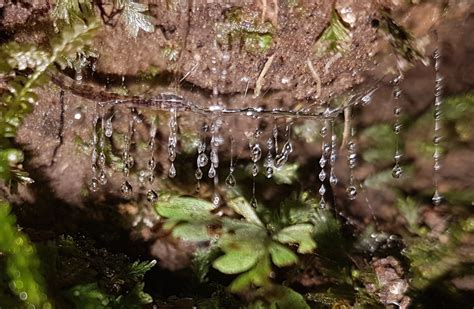 Glow-worms — Science Learning Hub