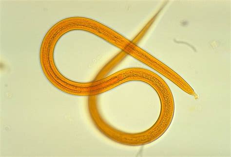 Nematodes: The Tiny Creatures That Rule The Earth