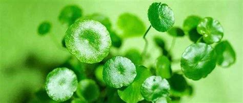 Centella Asiatica Extract Benefits for Skin | Plamed Group