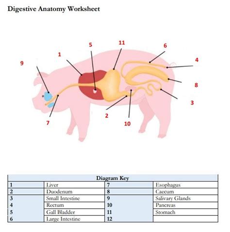 PRINTABLE Pig Digestive Anatomy Worksheet and Practice Pages Included ...