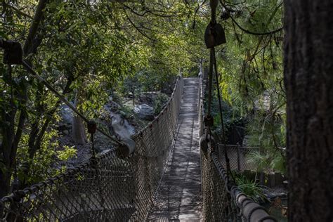 Rope Bridge Over Water Free Stock Photo - Public Domain Pictures