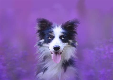 Happy Border Collie Photograph by Johnnie Art - Fine Art America