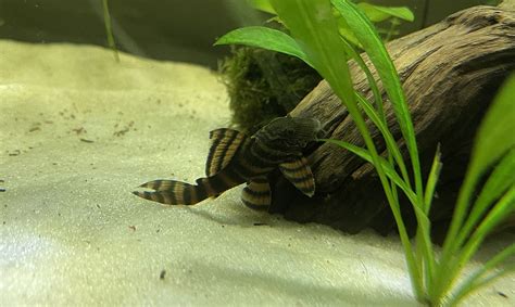 Clown Pleco (Panaqolus maccus): Complete Care Guides, Tank Mates, FAQs • Fishiology