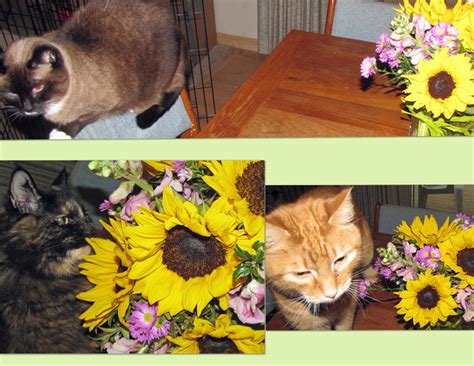 Lilacs & Cats: Sunflowers and Cats