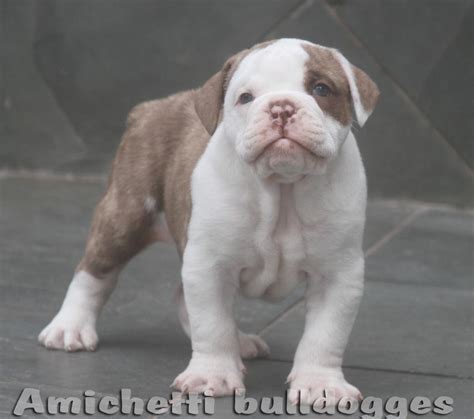 Petclube Filhotes Cães Bully Gatos Gigantes Criadores Ecologicamente Corretos - Antigo Bulldog ...