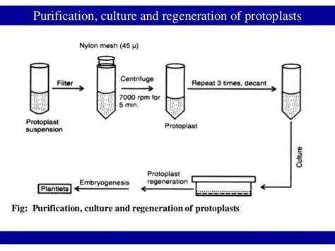 Protoplast fusion