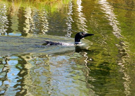 Common Loon Breeding Plumage by Weird-Duck on DeviantArt