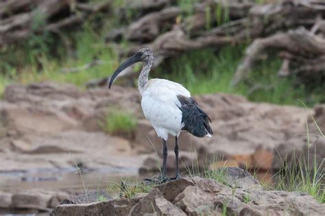 African sacred ibis - Facts, Diet, Habitat & Pictures on Animalia.bio