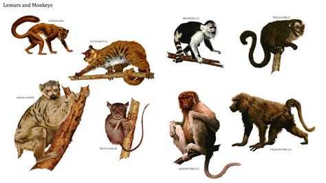 Lemus and Monkeys. Row 1: Plesiadapis, Notharctus, Branisella; Row 2 ...