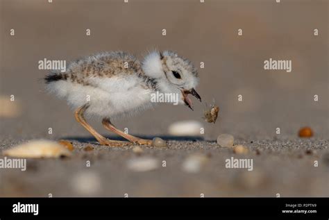 Endangered Piping Plover Stock Photo - Alamy