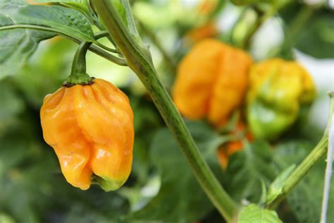 How to Grow Hot Peppers Indoors - Food Gardening Network