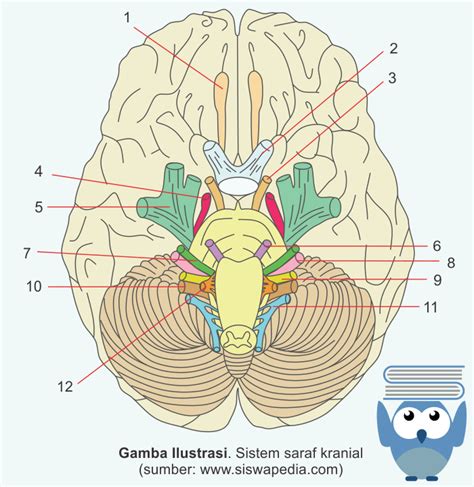 Sistem Saraf Sadar (Sistem Saraf Somatik) | Siswapedia