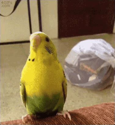Cute Bird GIF - Cute Bird Parrot - Discover & Share GIFs