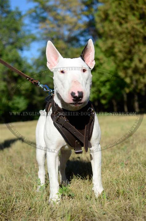 Best Adjustable Leather Bull Terrier Harness for Attack Work [H1###1090 ...