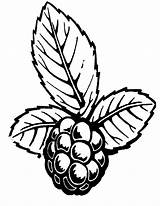 Blackberries Coloring Pages  Best For Kids sketch template