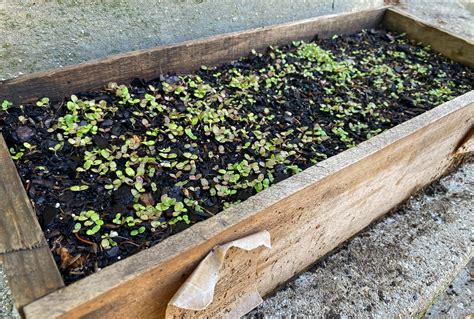 lettuce container 6 | The Impatient Gardener