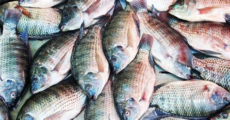 Business Plans For Sale: STARTING A TILAPIA FISH FARMING BUSINESS PLAN