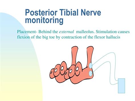 PPT - Muscle Relaxants & Nerve Monitoring PowerPoint Presentation - ID:246462