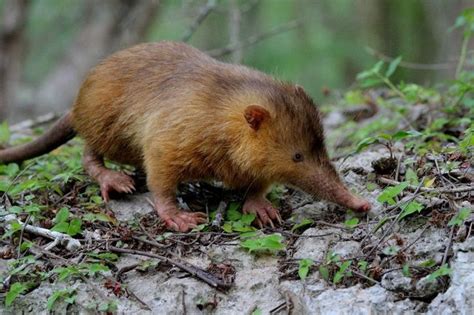 Hispaniolan Solenodon (Solenodon paradoxus) | Weird animals ...