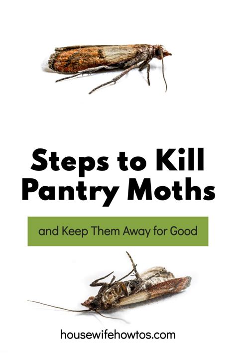 This is How to Get Rid of Pantry Moths Forever in 2021 | Pantry moths, Pantry, Moth