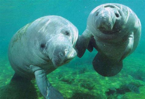 American Manatee – Trichechus manatus - Aquatic Mammals