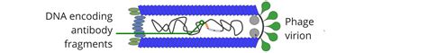 phage-virion | Center for Antibody Technologies