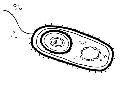 Endospore — Research — Department of Food Science