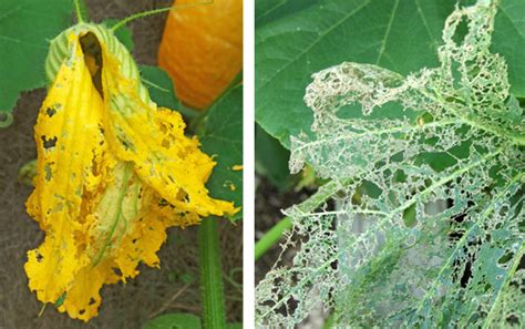 CucumberBeetle-damage – IPM Pest Advisories