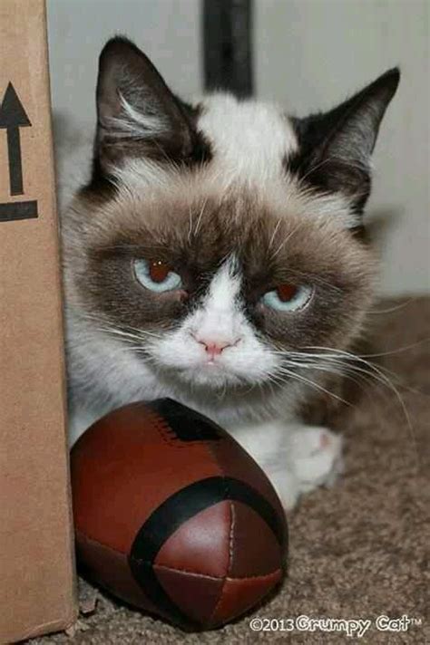 Tard the grumpy cat | Tard The Cat | Pinterest