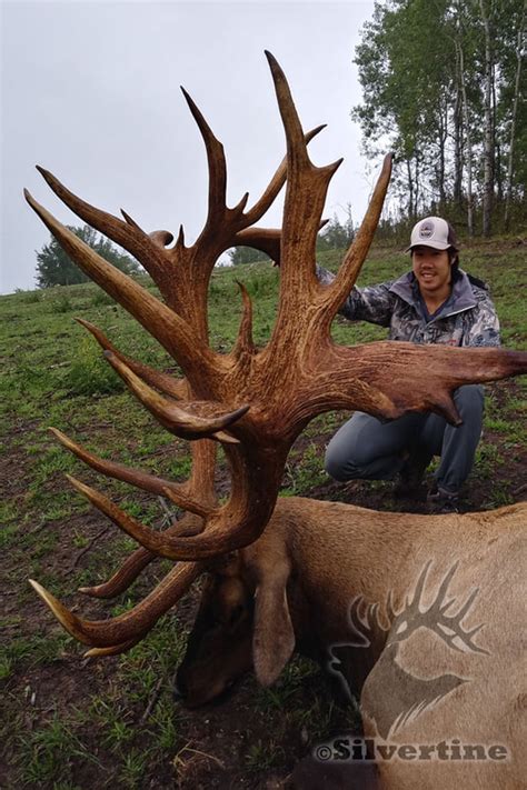 World Record Spider Bull Elk