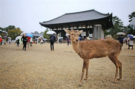 A Day Trip to Nara from Kyoto or Osaka: Meet the Sacred Deer of Nara Park | Yoga, Wine & Travel