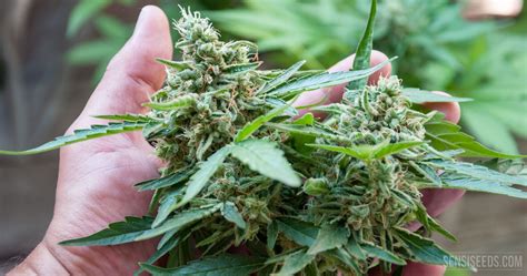 Flowering Cannabis: How to Flower a Cannabis Plant - Sensi Seeds