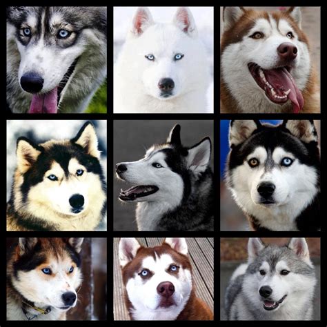 Just a few of the MANY faces and colours of the Siberian husky. Not only do the coats come in a ...