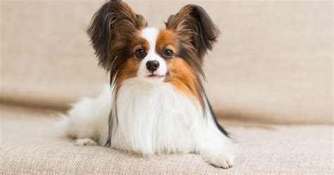 Papillon Dog Breed Information & Characteristics