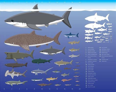 Richard Collins: Giants of the ocean can live to a great age — if we ...