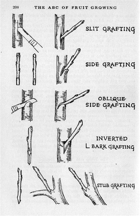 Grafting Apple Trees – Marshwood Vale Cider