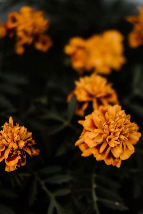 HD wallpaper: plant, flower, blossom, daisy, daisies, orange, dahlia ...